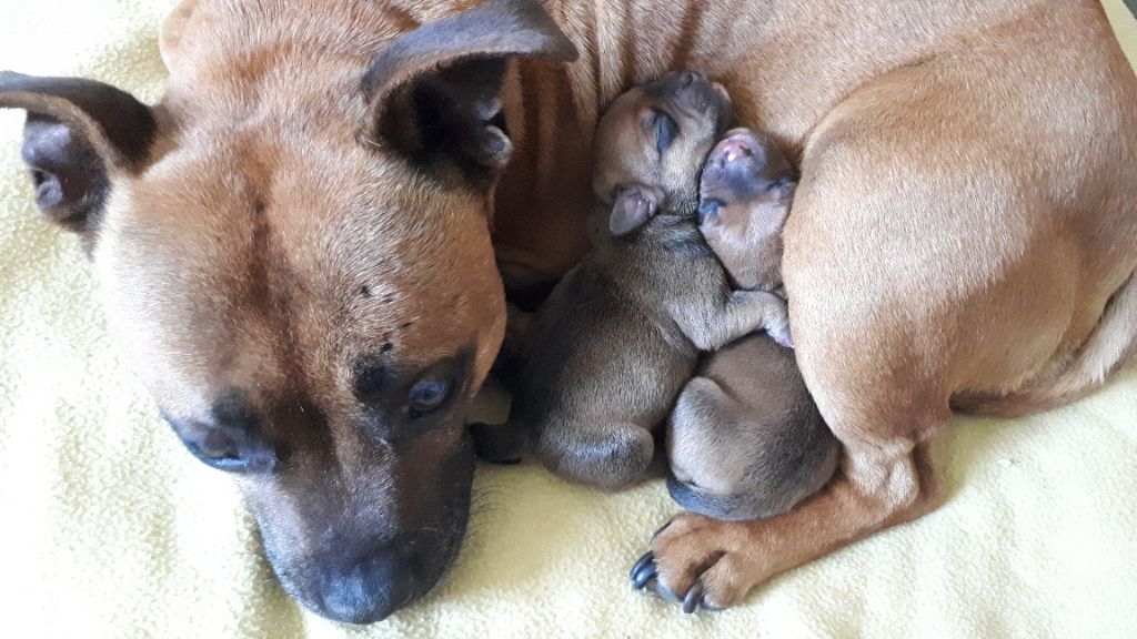 Chiot Staffordshire Bull Terrier Du Mont Jack